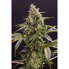 Chem Bomb Auto, Фасовка: 3